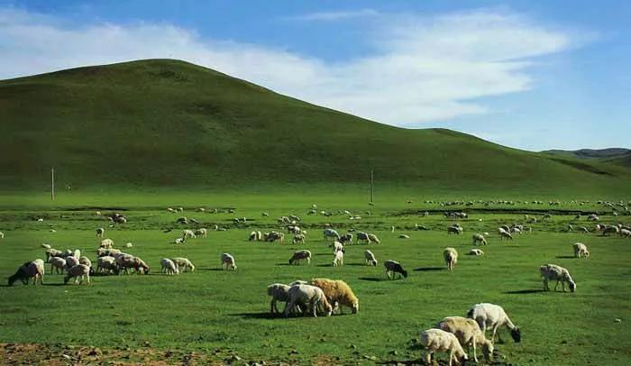 知耕快报｜作物基因组设计育种工具箱；Calyxt植物合成生物学方案