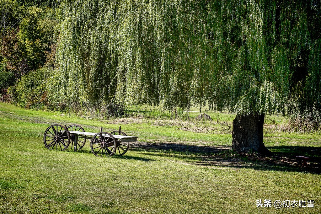关于夏天柳树的诗句古诗句,关于夏柳树的诗句