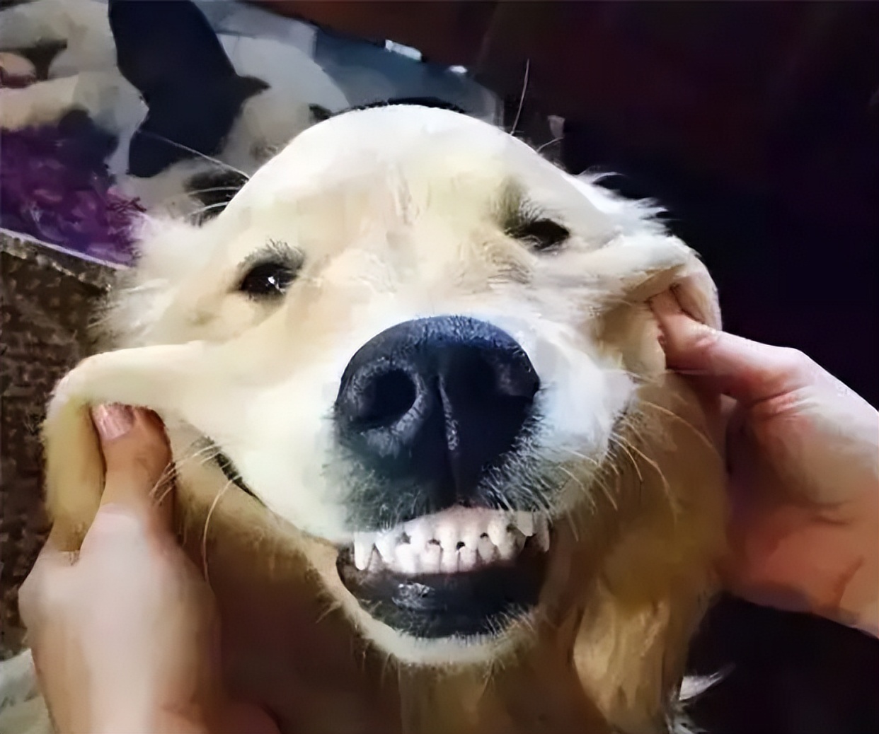 为什么狗狗不喜欢强制跟主人亲亲,狗狗不亲近其他人