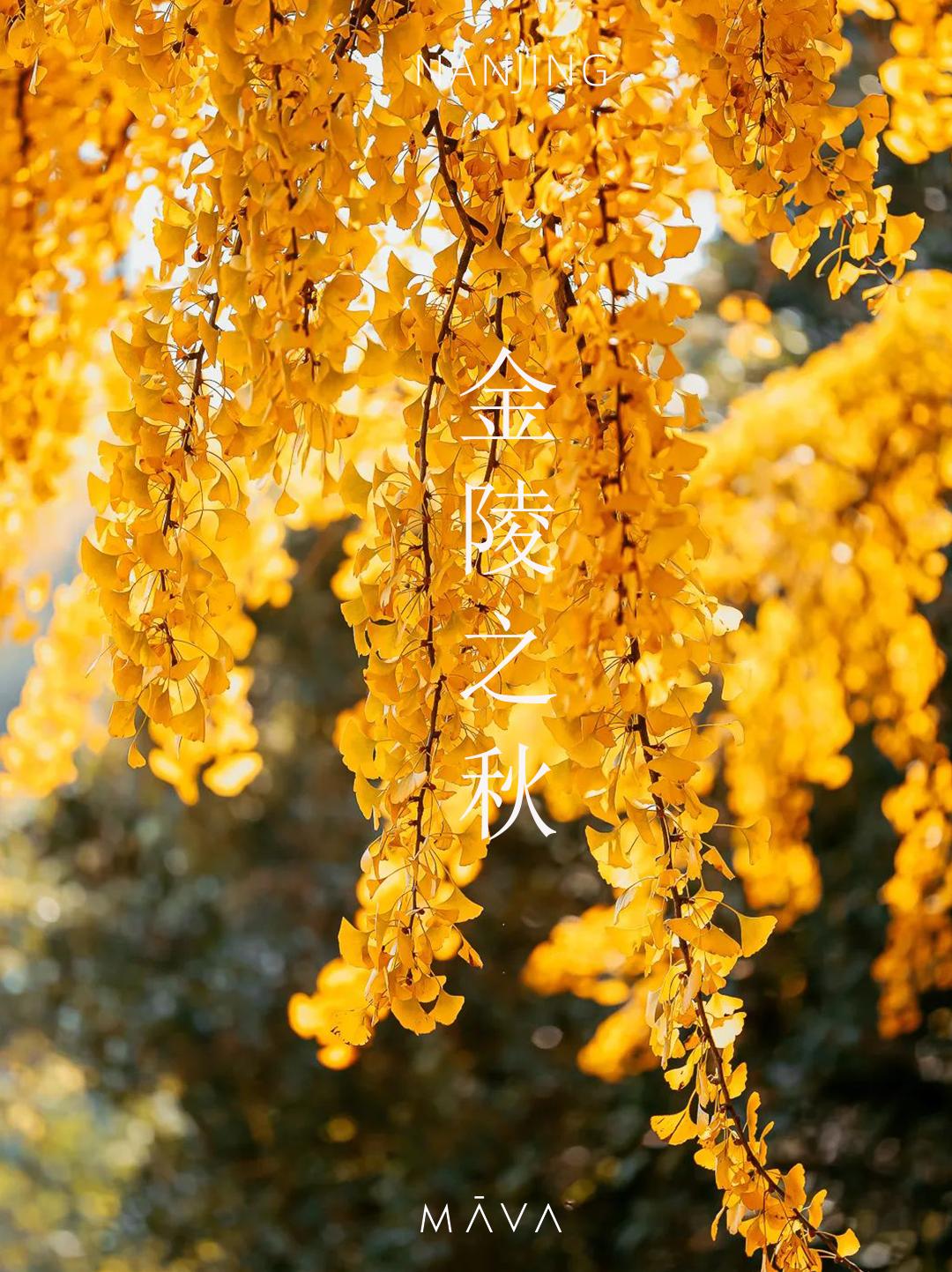 南京的法国梧桐秋天图片,南京法国梧桐秋天