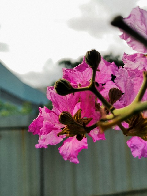 紫薇都市田园直播,紫薇都市田园好玩吗