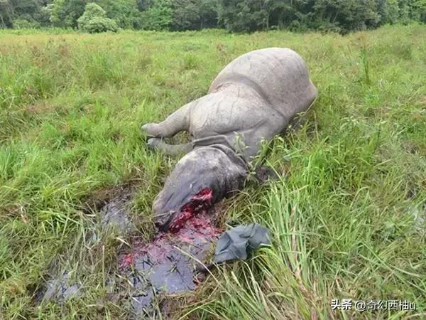 犀牛角的特殊用处,犀牛角有什么特殊用途