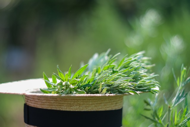 端午节要注意什么事,端午诸事不宜