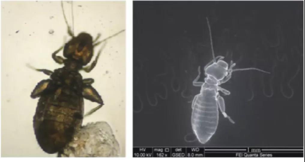 螨虫有活螨和死螨吗,真假红蜘蛛