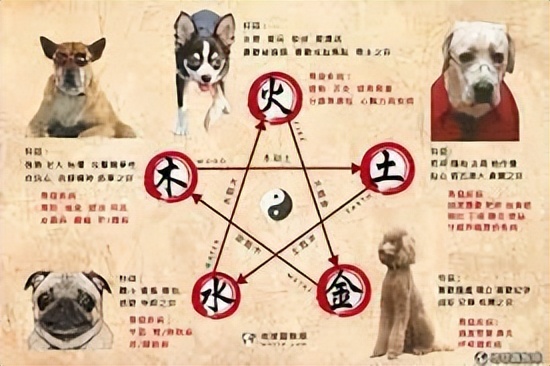 给狗做针灸的视频,带狗去针灸