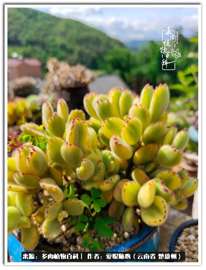 用心种好每一棵多肉,每一棵多肉都是独一无二的