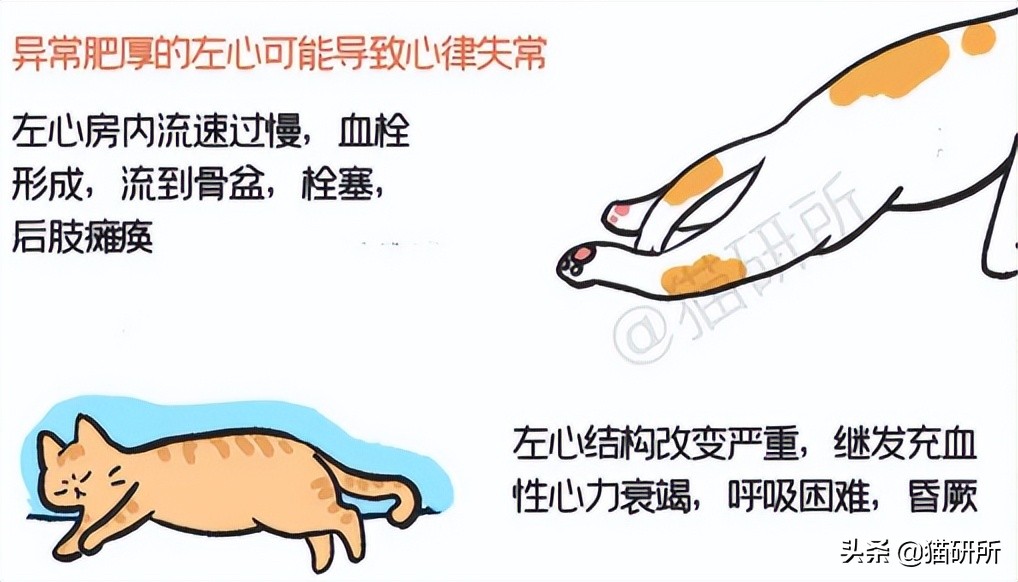 猫肥厚型心肌病分几期,猫得了hcm肥厚型心肌病