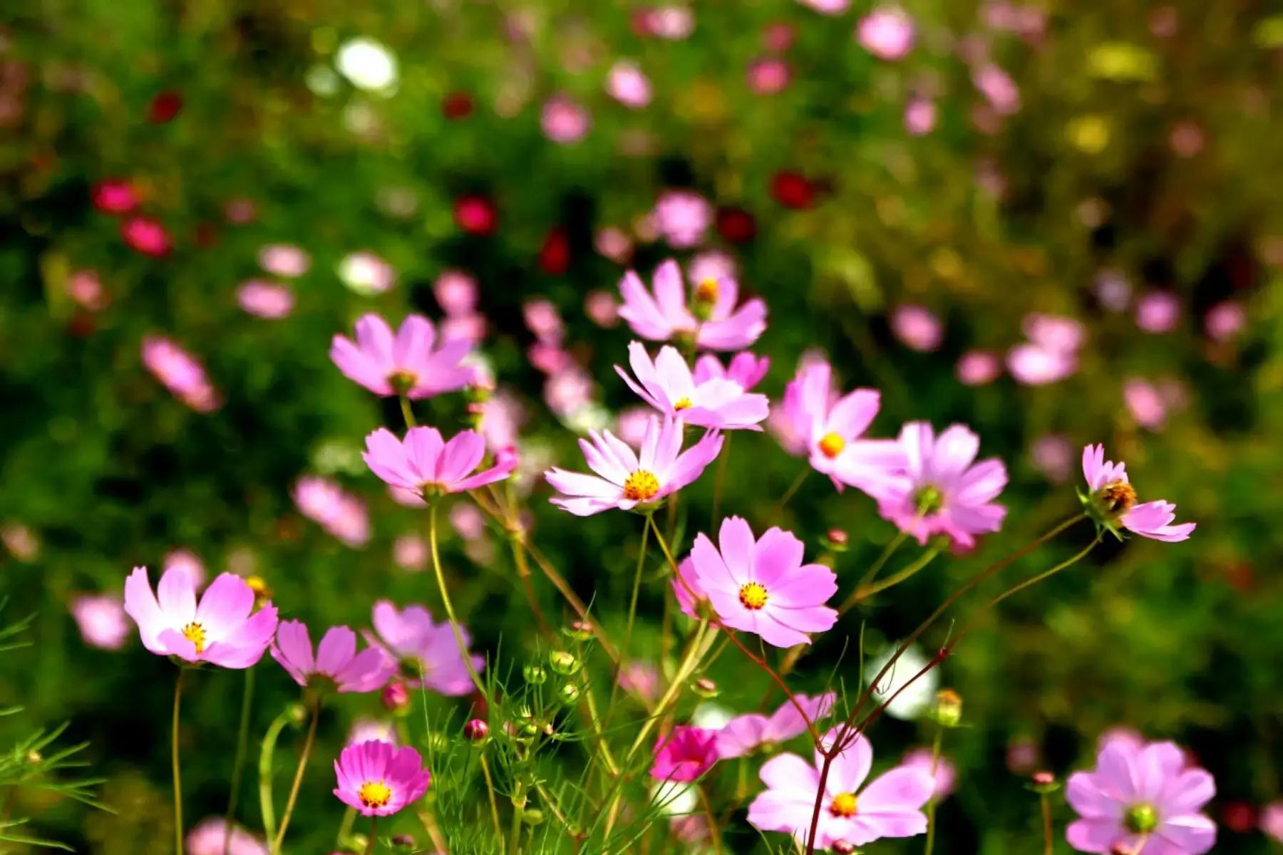 “诗鬼”李贺最有名的八首诗，奇丽诡谲，每一首都让人耳目一新