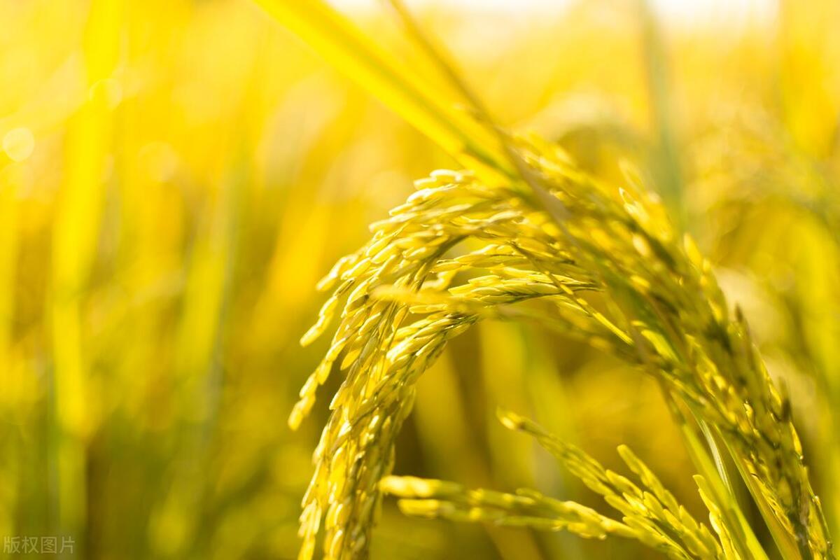 农村院子东边空地适合种植什么树,南方农村山地适合种植什么药材