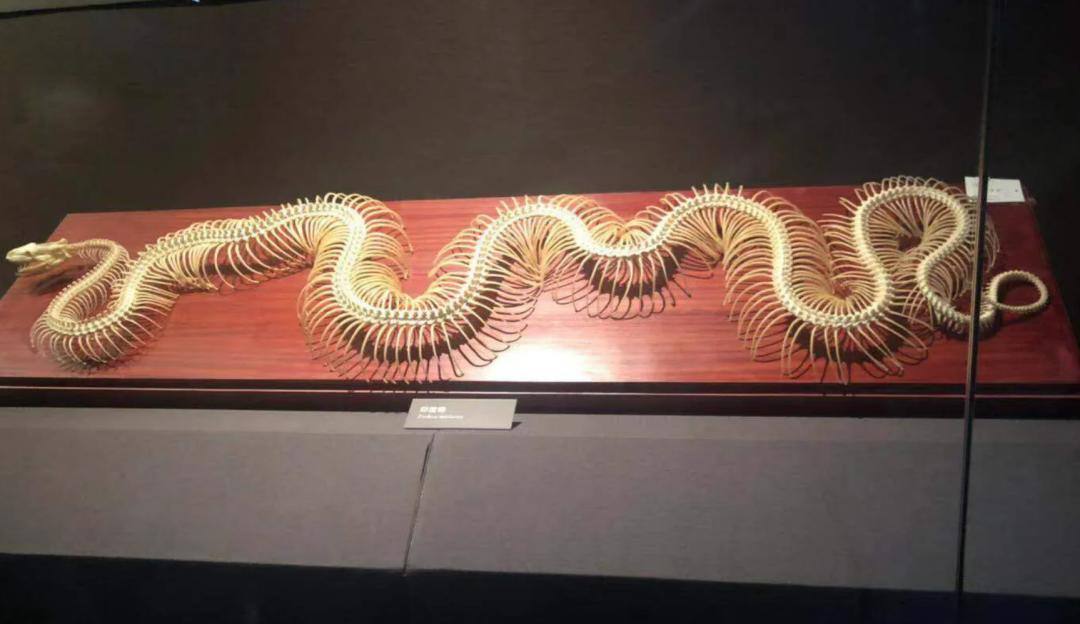 两条巨蟒潜入村庄疯狂捕食家禽,20斤大蟒蛇现身鸡笼吞鸡吓坏居民