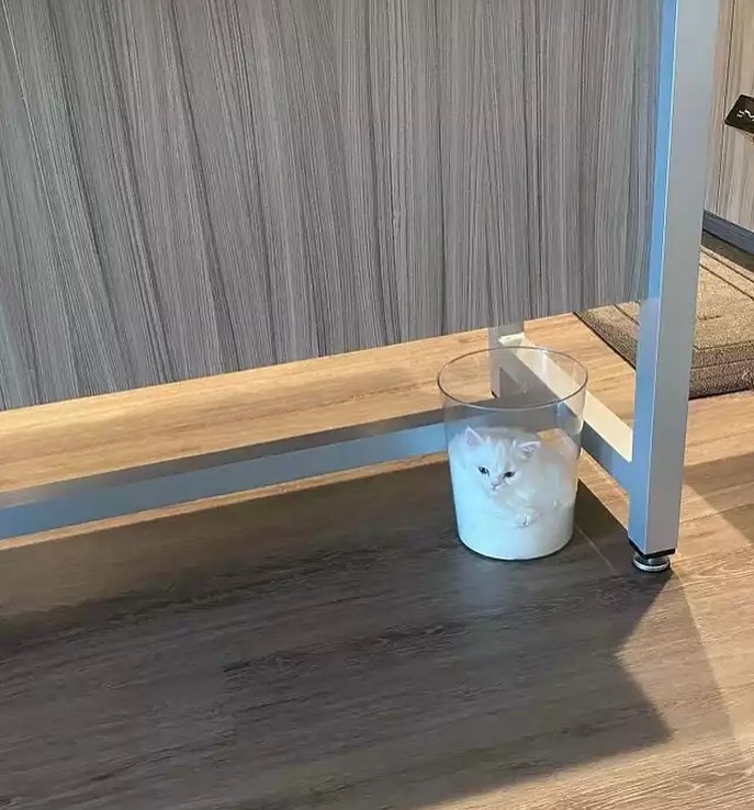 盘点那些奇怪的小猫咪搞笑的日常,盘点那些奇怪的小猫咪