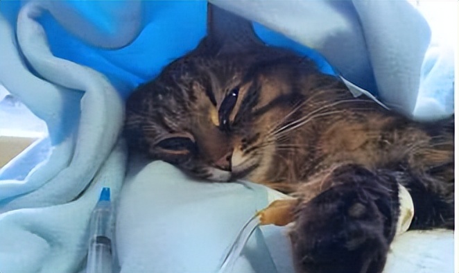 你必须要知道的宠物知识,猫咪必须打完三针疫苗才能绝育吗