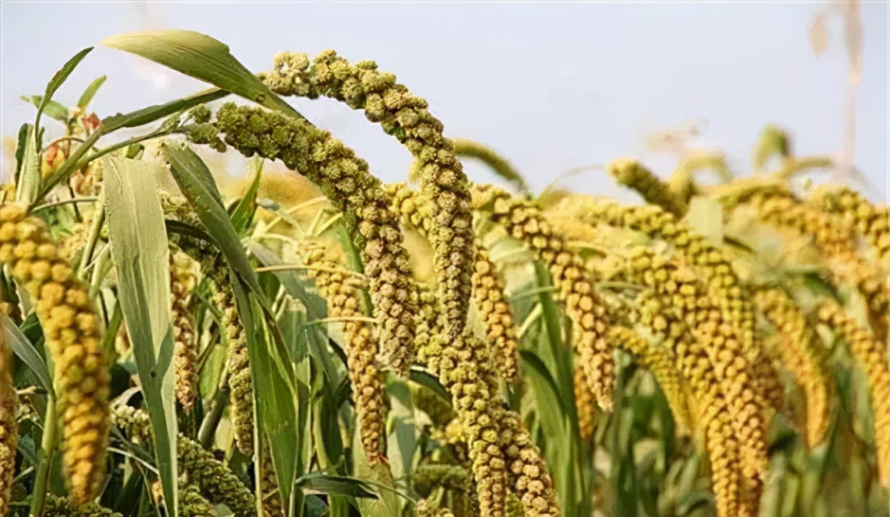 农业种植技术水稻,旱地谷子种植技术规范