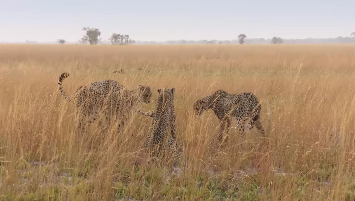 猎豹靠耐力捕猎真的吗,猎豹为什么猎杀猎豹