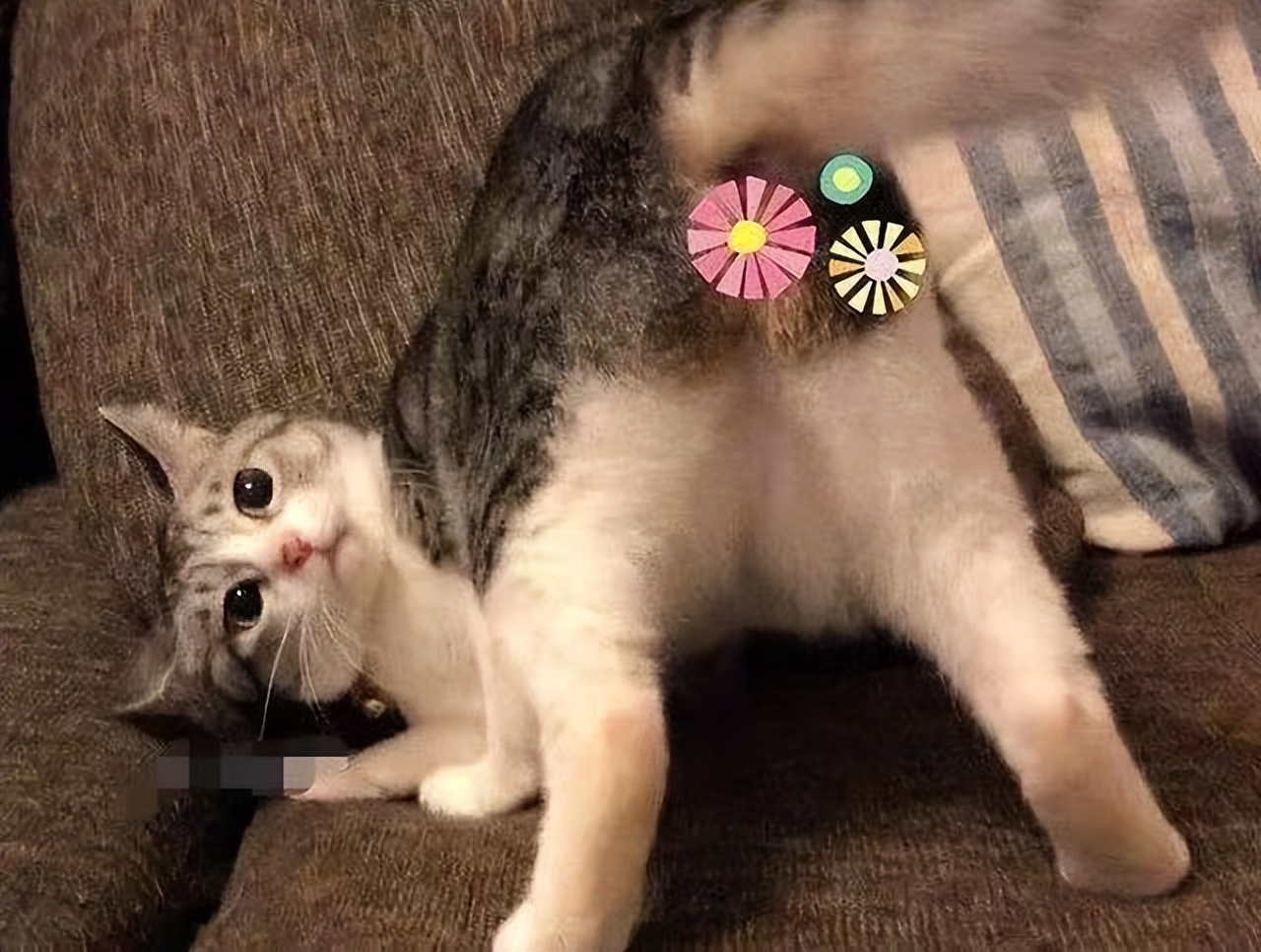 如何挑选适合自己的幼猫,如何挑选健康的幼猫