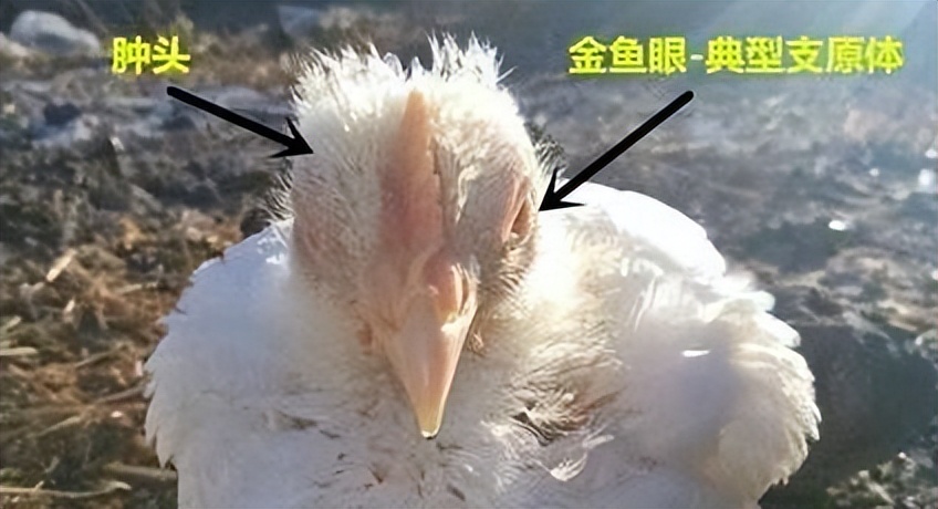 鸡嗓子有痰呼噜喂什么药,鸡喉咙呼噜响眼睛肿喂什么药