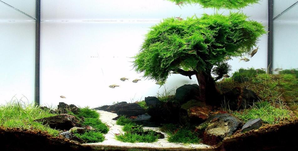 大妈养殖致富,造景水草养殖一亩利润多少