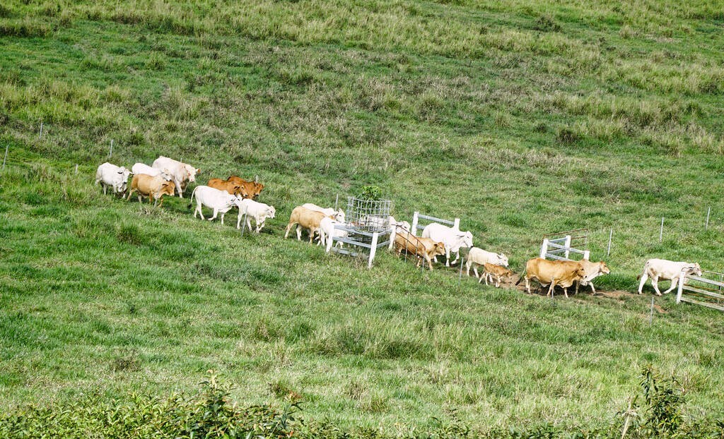 河北肉牛行情今日牛价,2023年牛价格行情陕西肉牛