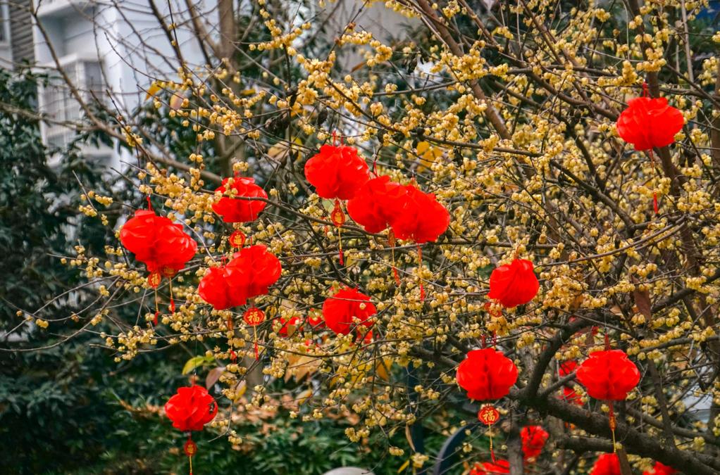 双流人的年味儿，从这些地方飘出来了