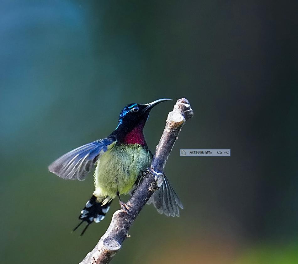 海南观鸟随记5霸王岭儋州湾勺嘴鹬领角鸮仓鸮