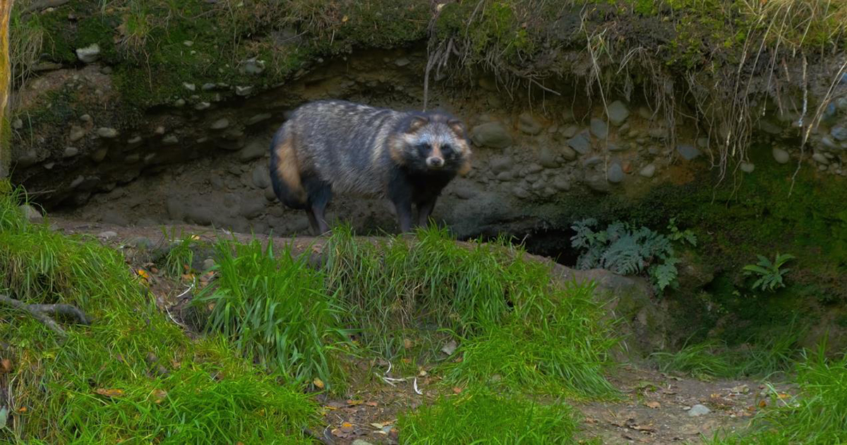 吉林延边出现传闻中的“猹”，下山觅食被困在垃圾池里，还挺凶猛