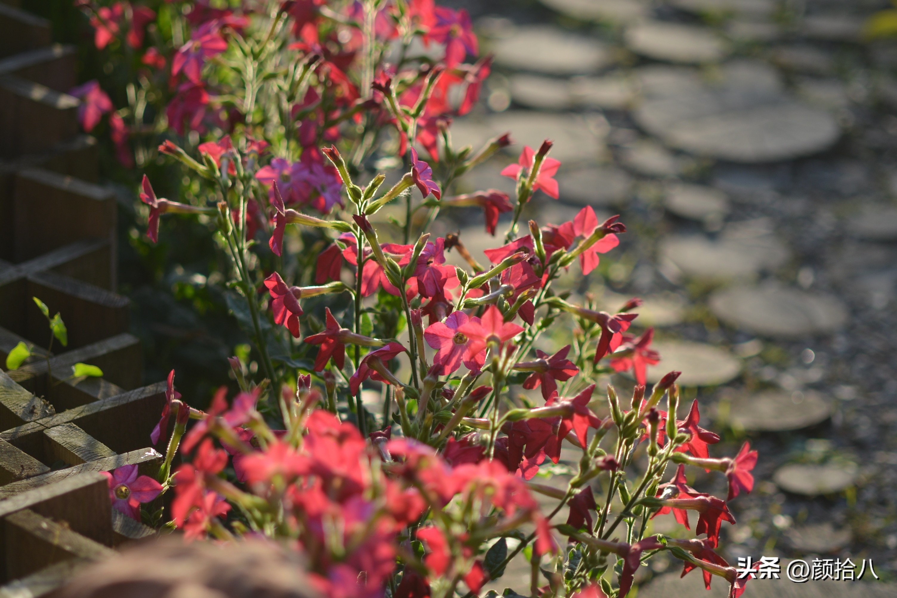 冬天开花的室外花卉盆栽,温室盆栽观花花卉植物