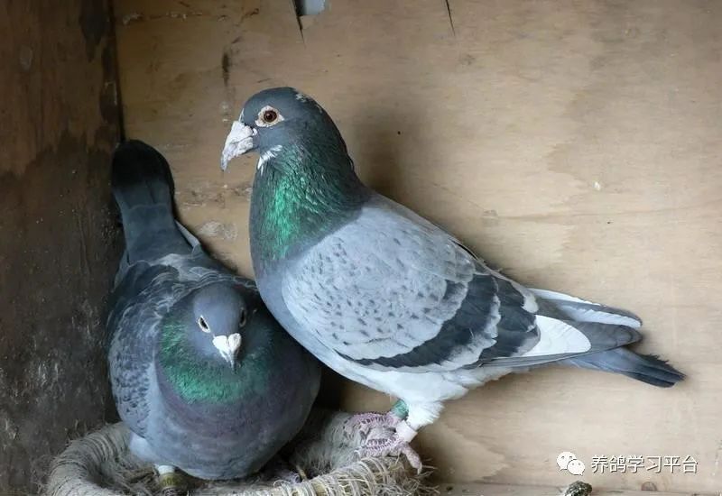 养鸽用哪些中药配方,养鸽人必备四种常见人用药