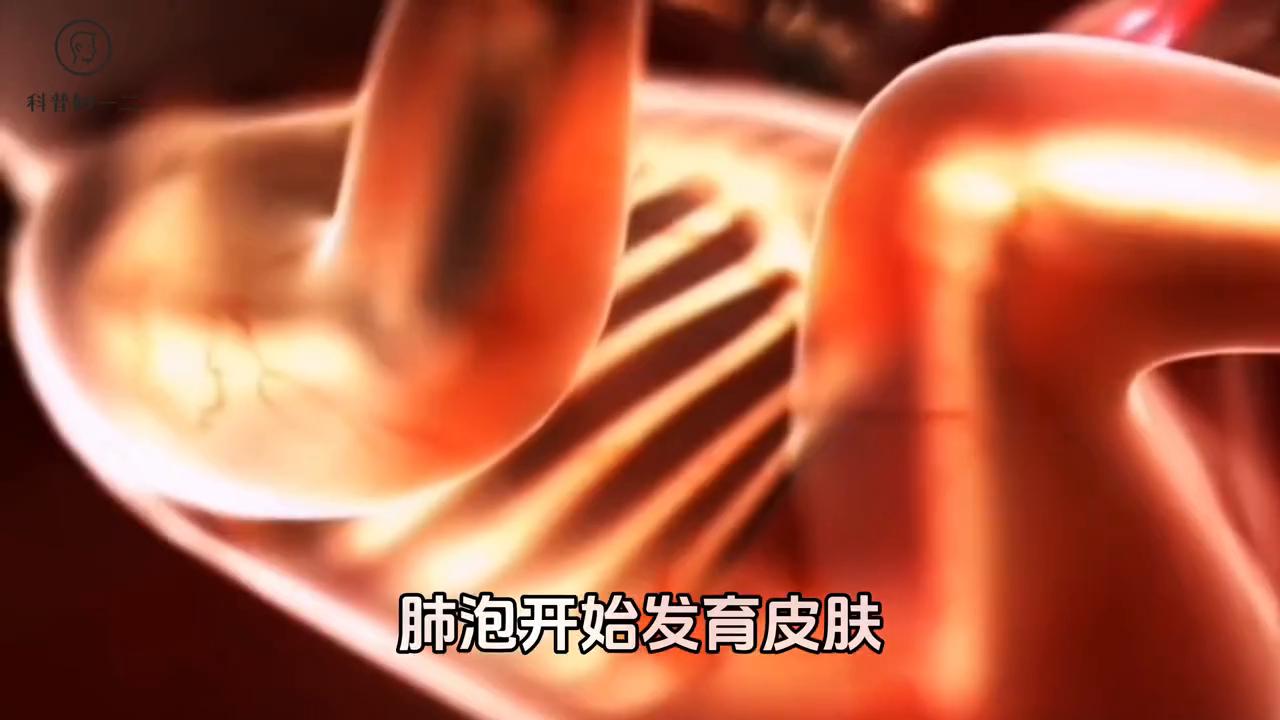 二年级上册小蝌蚪的蜕变过程,小蝌蚪成长为青蛙