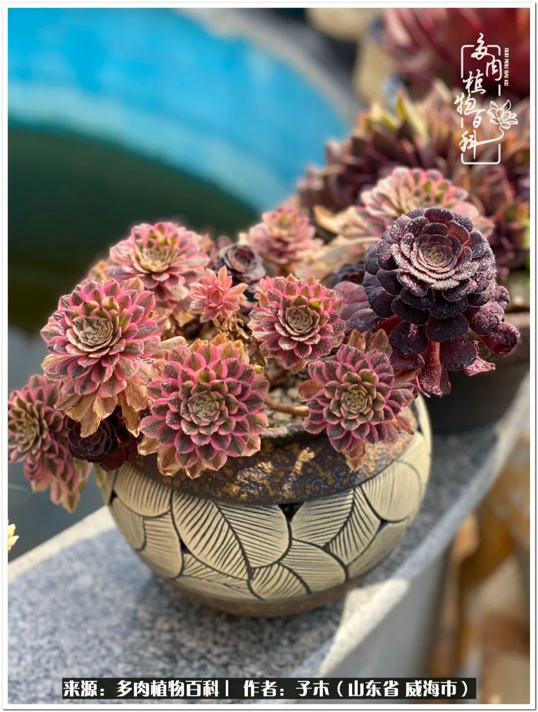 法师多肉成长史,法师多肉新手教程