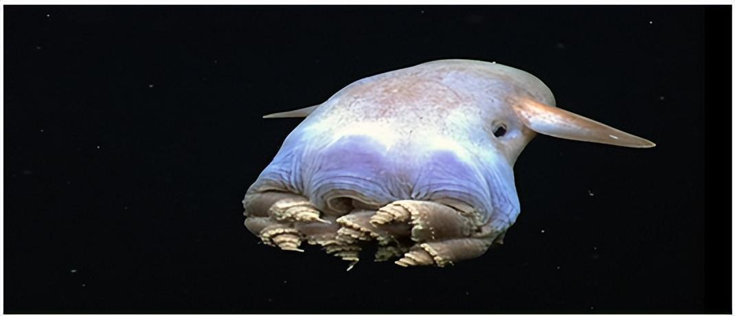 海底深处有珍珠么,海底深处真有巨型生物吗