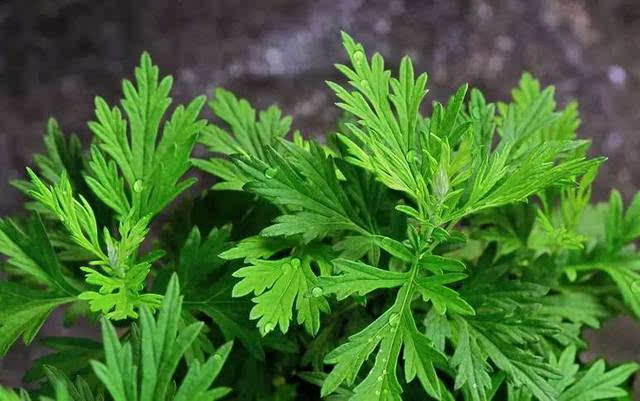 夏天蚊子太多教你一招解决,家里蚊子多不用慌教你个土方法