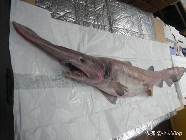 世界上长得最丑的生物,世界上最丑的恐怖的海洋生物