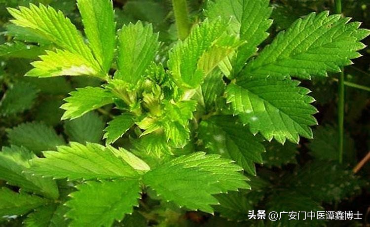 中医治疗肺癌最好方子,中医治疗肺癌的奇效方