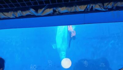 天津海昌极地海洋公园冬天营业吗,天津海昌极地海洋公园游玩攻略