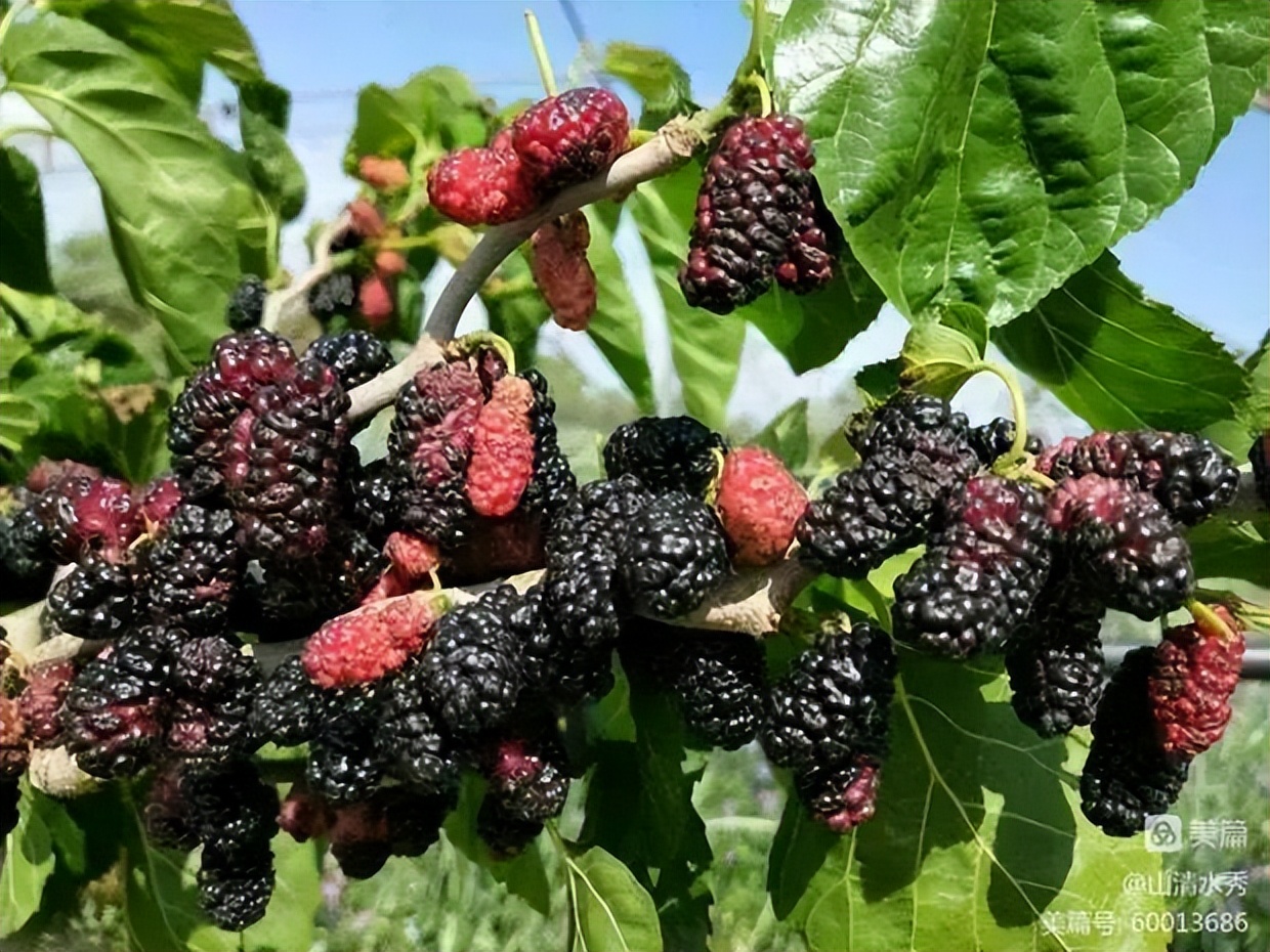 门外那棵野桑树——诚品上院小区（作者：李超）