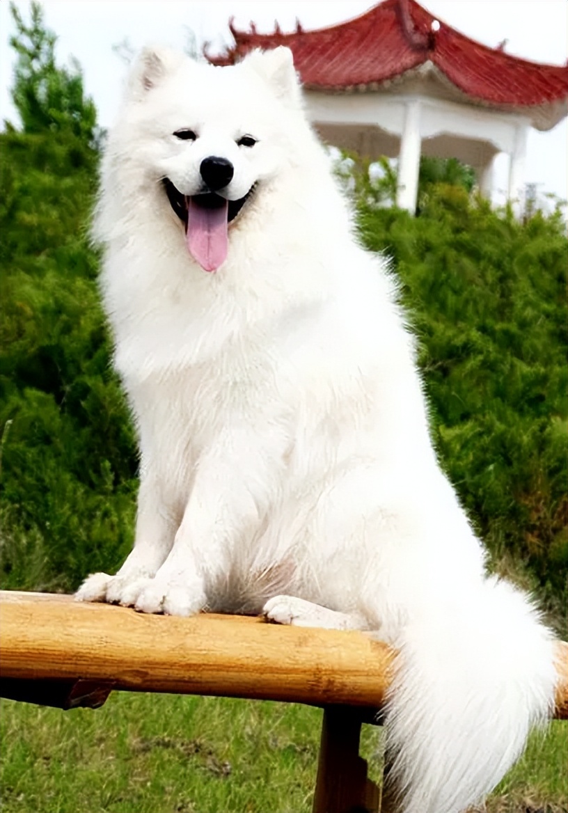 百度一下萨摩耶的优点与缺点,萨摩耶狗狗缺点优点