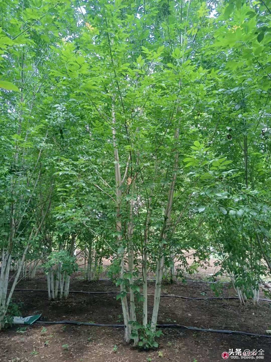 地里苗子怎么找销售,地里的农产品如何卖