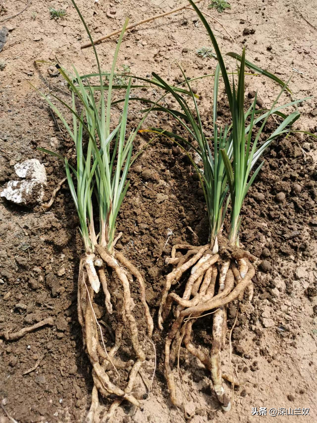 春剑兰怎么养护,春剑兰养殖技巧