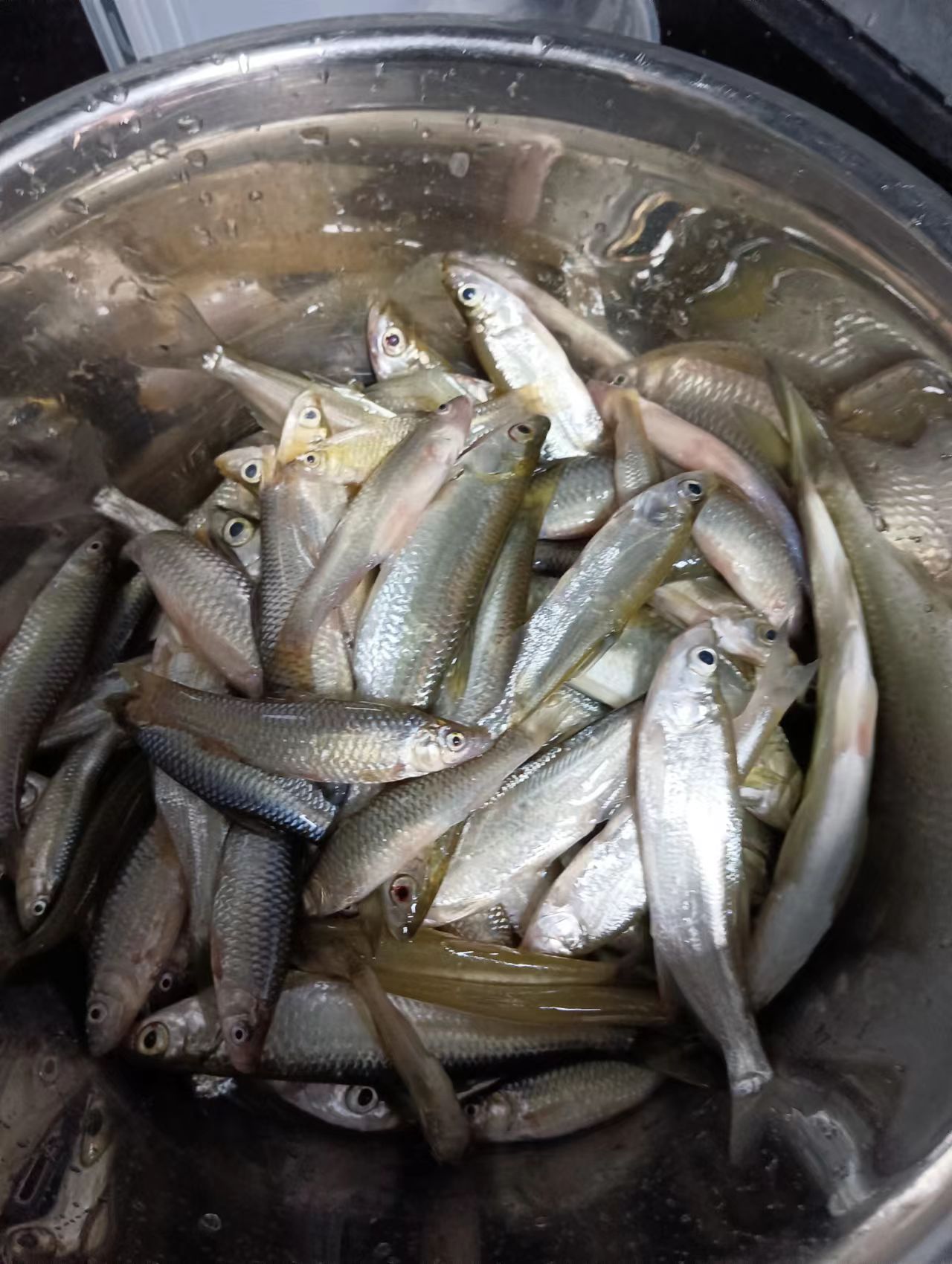 野钓什么小鱼最好吃,冬季野钓小鱼技巧