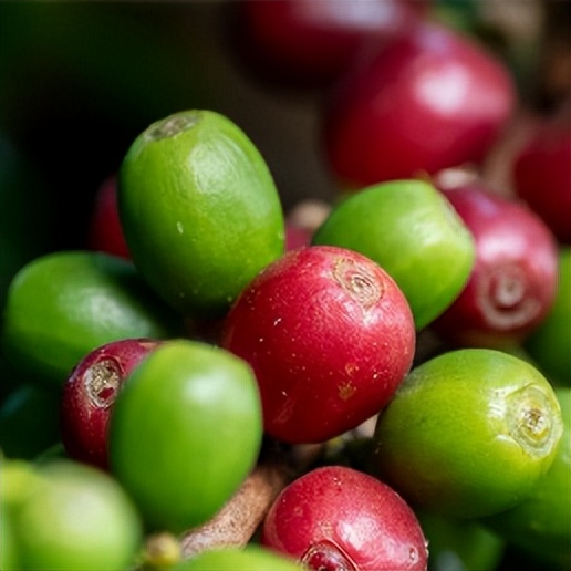 保山精品小粒咖啡,保山小粒咖啡豆哪里买