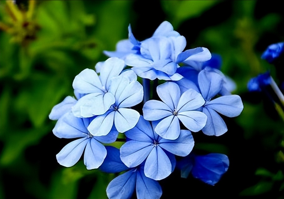 五片花瓣的小花，虽平淡无奇，但却惊艳了双眸！