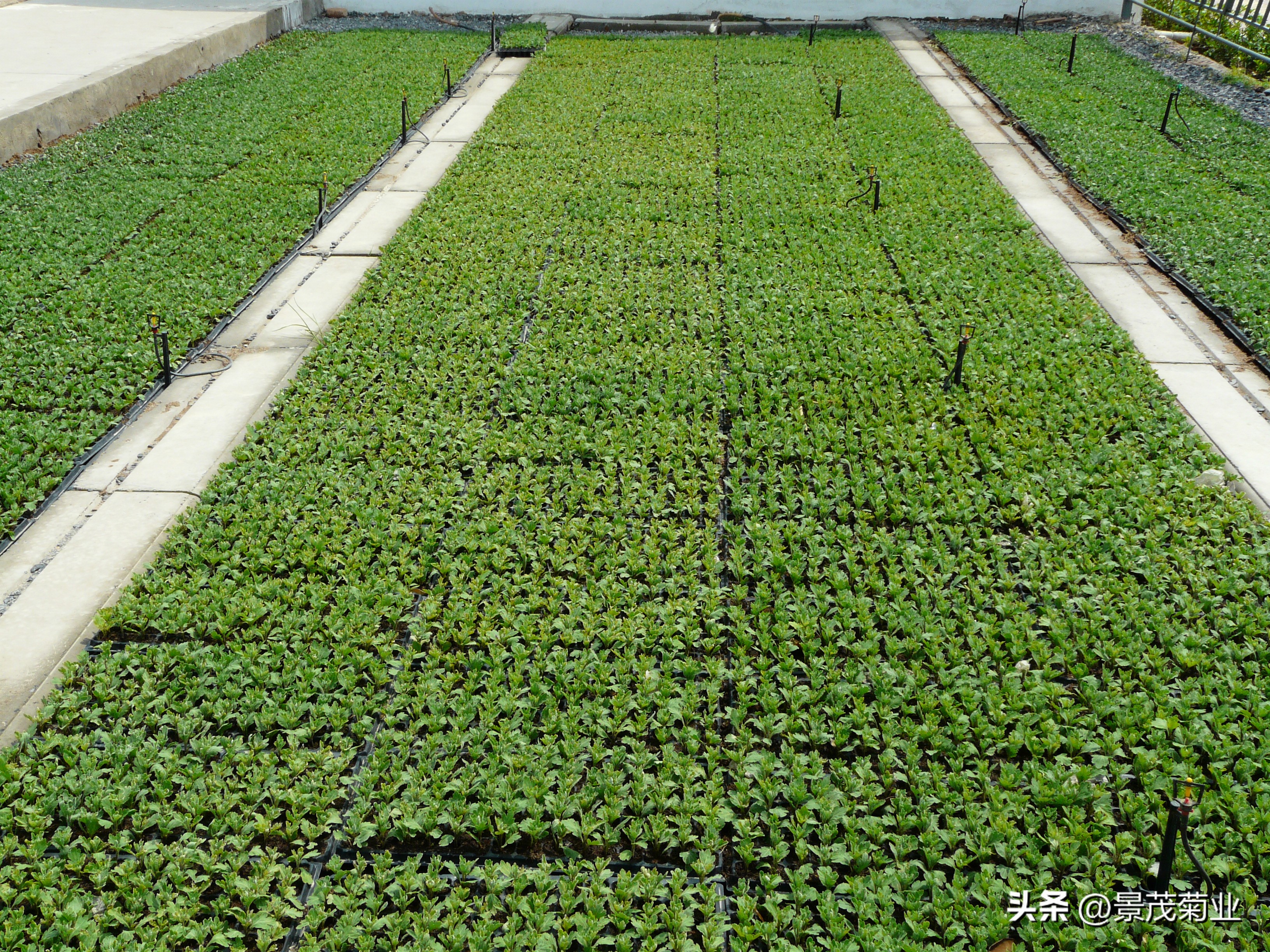 菊花苗扦插浇水要天天浇吗,菊花浇水方法视频教程