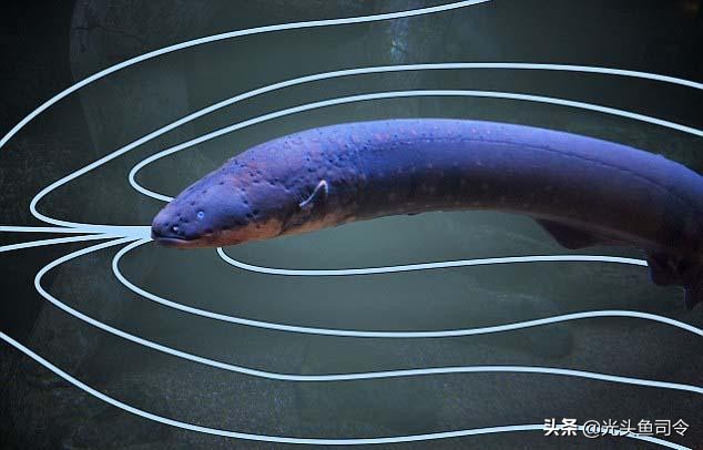 2亿年进化了6次，号称“水下高压电”的电鳗，为何被吃到濒危？