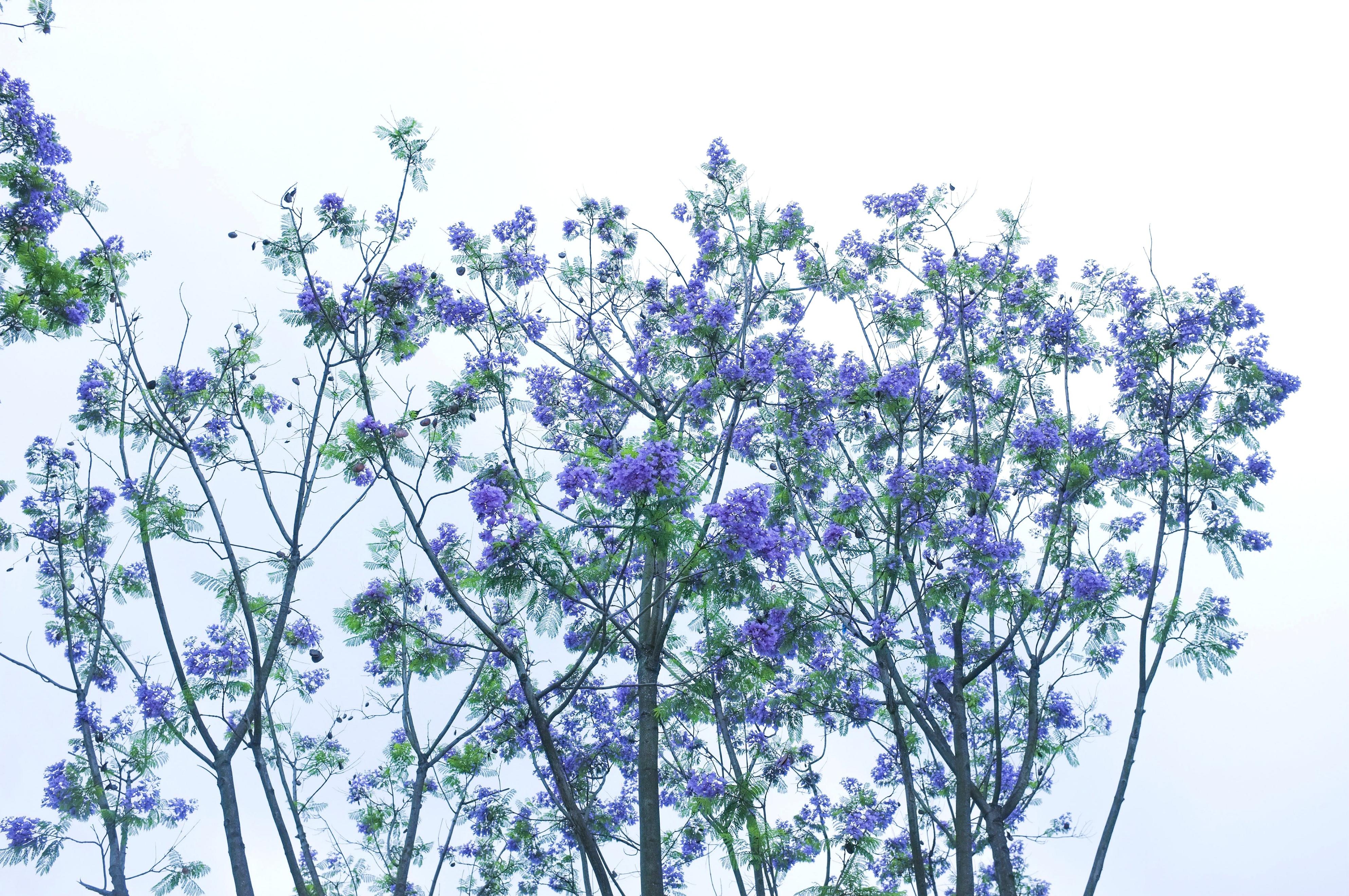 五月的成都穿什么衣服,五月的成都好玩吗