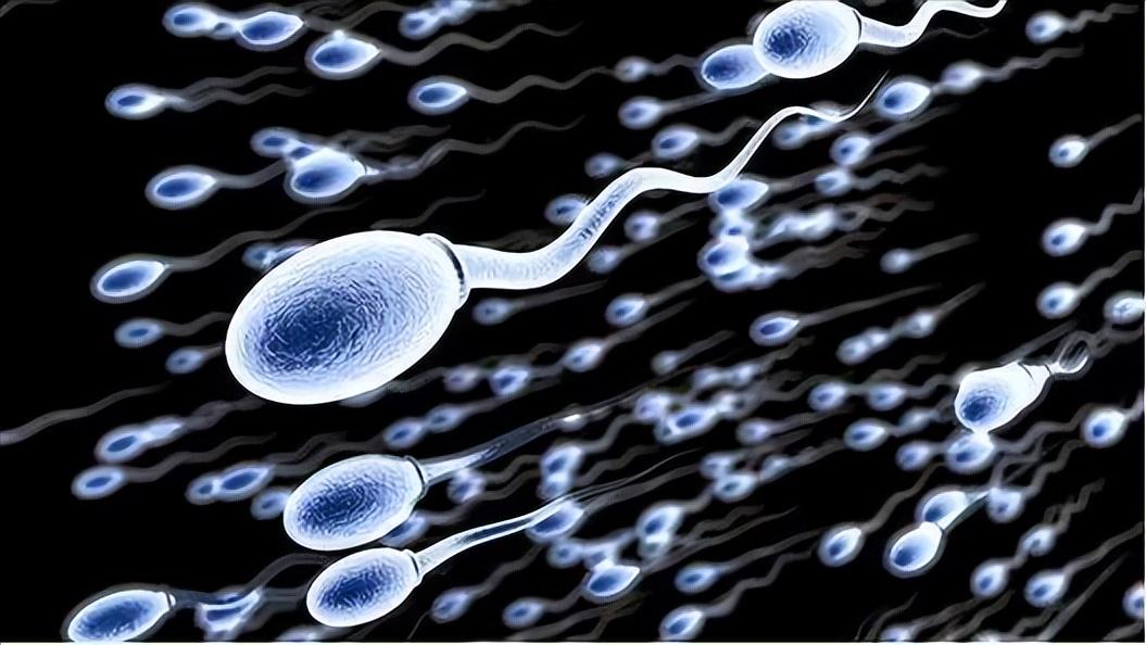 胎儿性别是哪一刻决定的,胎儿是在受孕的瞬间决定的