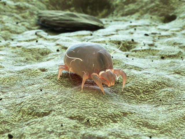 最权威床上螨虫最好的消除方法,怎么判断床上有螨虫教你正确方法