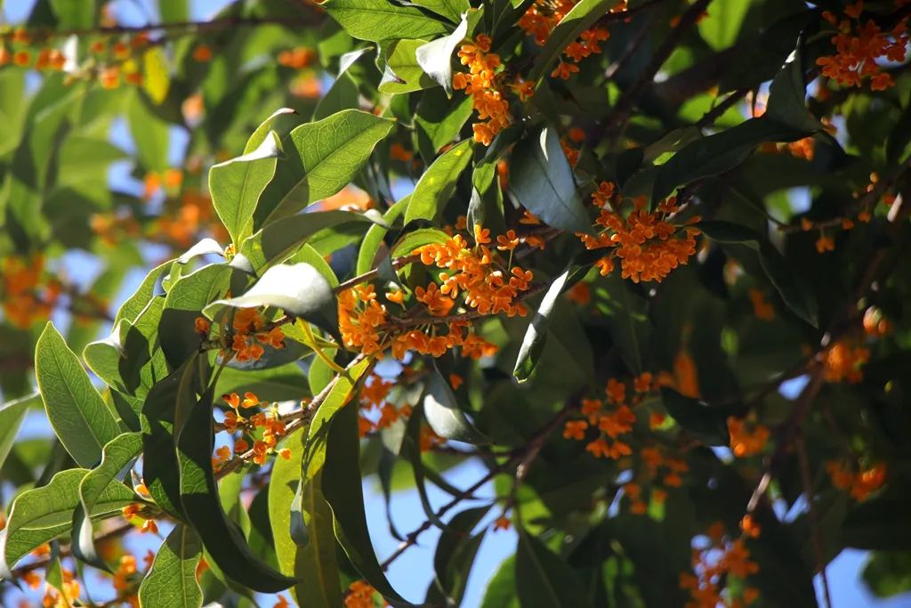 最近的泰兴,泰兴现在的样子