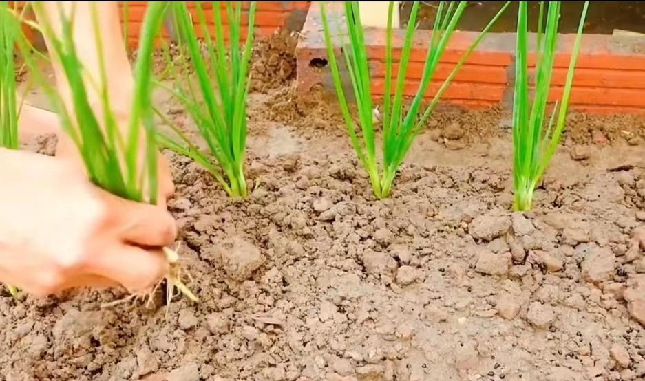 小哥把竹子编织成长方形鸡笼,小哥建造鸡舍