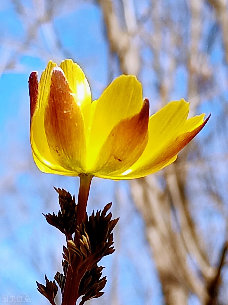 冰凌花享有林海雪莲之美称,牡丹江林海雪莲冰凌花悄然盛放