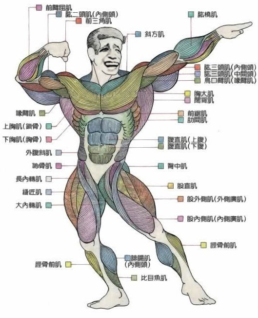 健身运动7种方法变身肌肉男,可以练全身的健身器材男生